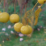 Malus 'Hargozam'.png